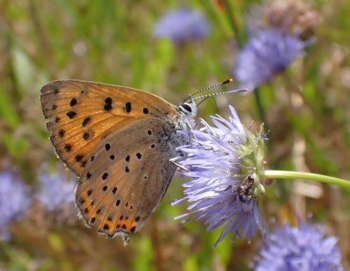Réf. 346 735 : Lycaena alciphron